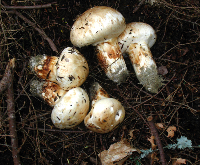 (White) Matsutake (Tricholoma magnivelare)